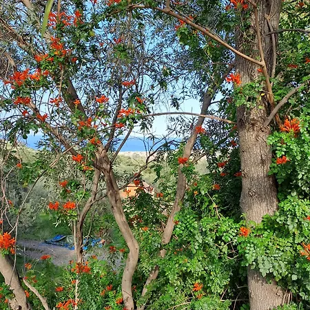 Bed & Breakfast Gatto Alice Rometta Marea