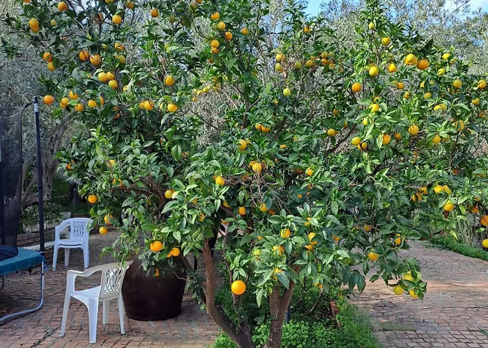 Gatto Alice Bed & Breakfast